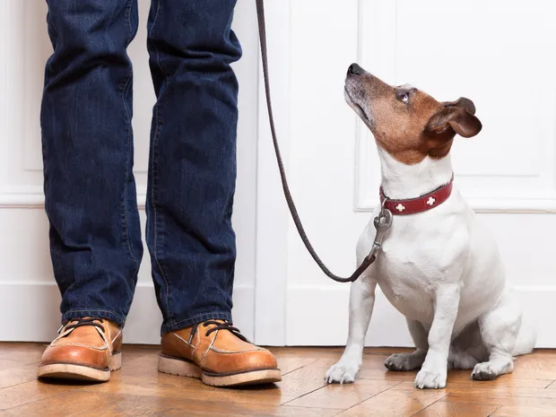 What I learned about parenting from training my dog